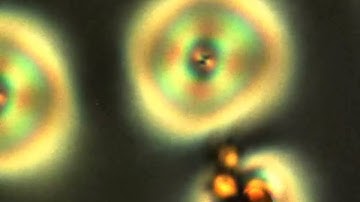 Magnetic Colloid Generation of Torons