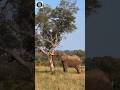 Top 5 Largest Land Animals in The World