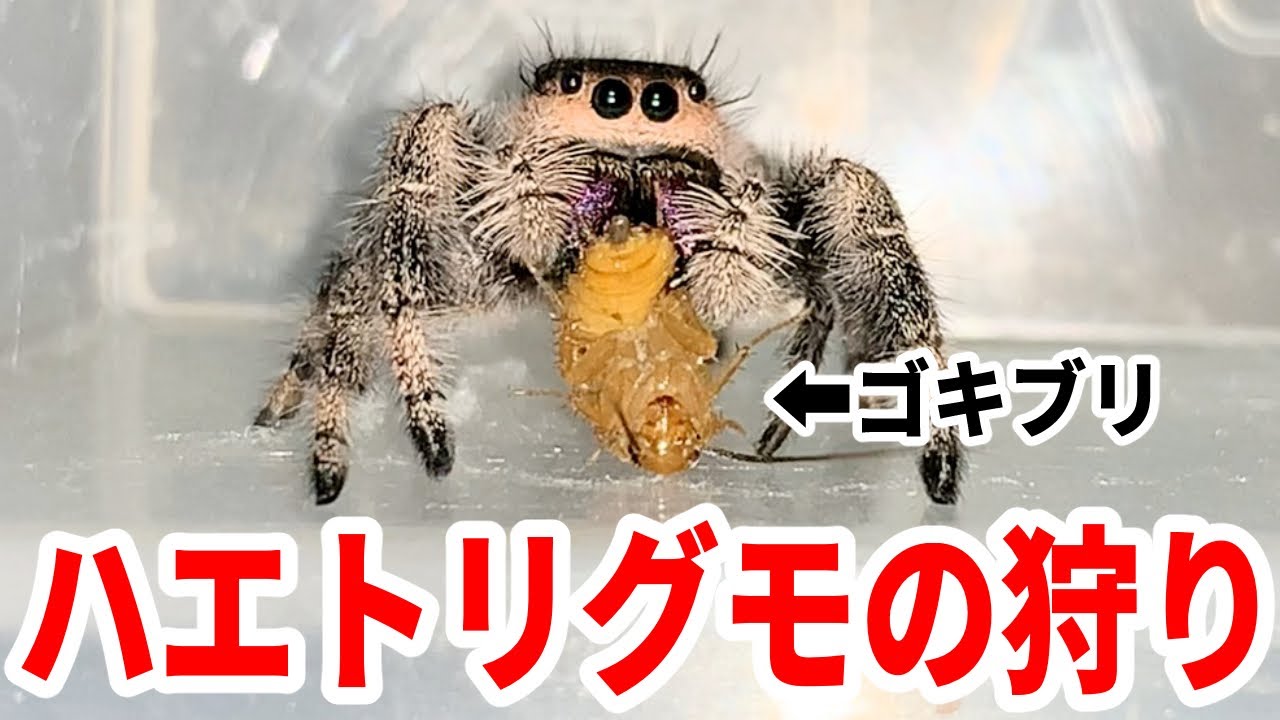 巨大ハエトリグモなど肉食生物の捕食シーンだけを集めてみた Youtube
