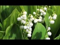 Lilies-of-the-Valley - White Coral...