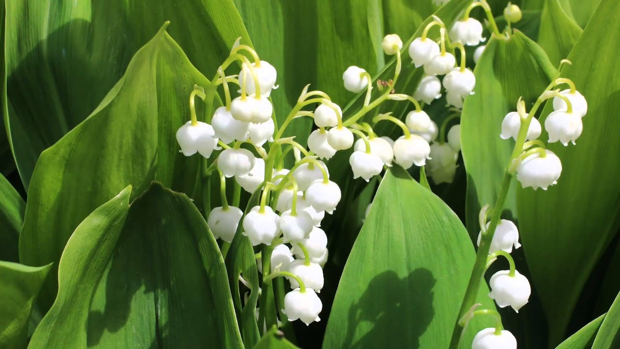 LiliesoftheValley White Coral Bells Canon YouTube