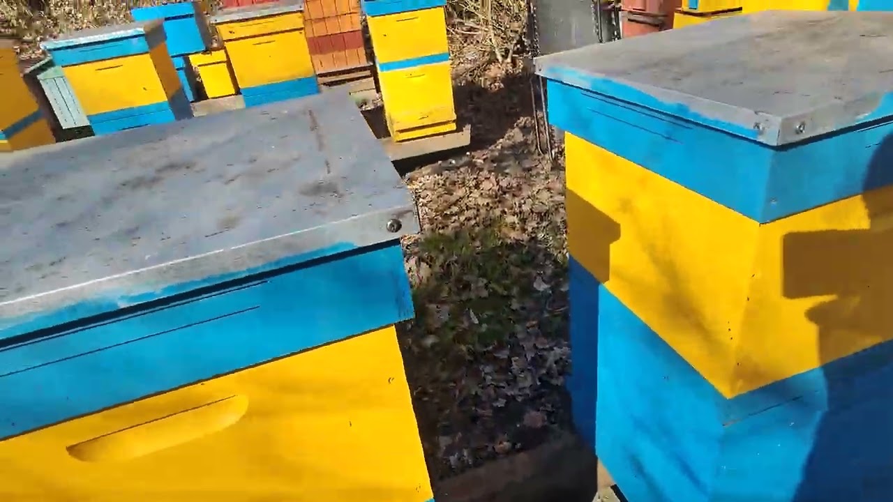 👉 „Z WARROZĄ NIE WYGRASZ”? A JEDNAK! 🔥 Pszczoły wiosną 2026 – 0 warrozy po zimie!