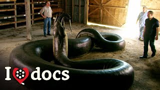 MASSIVE Snake Remains Found - Snake Monster: Titanaboa - Full Documentary