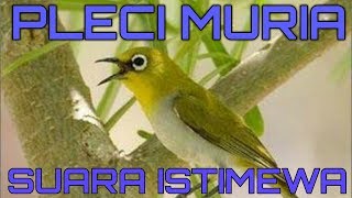 Download Lagu Suara Burung Pleci LOKAL MURIA .. 'ISTIMEWA' MP3 Download Lagu Suara Burung Pleci LOKAL MURIA .. 'ISTIMEWA' MP3
