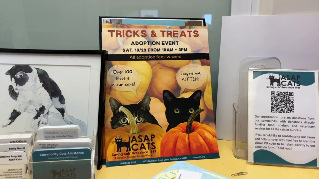 ASAP Cats to host Tricks & Treats Adoption Event on Saturday