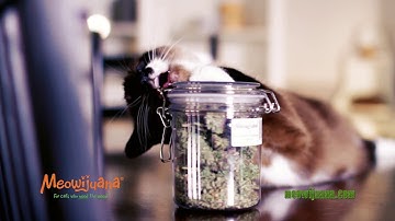 Meowijuana - 2017 TV Commercial