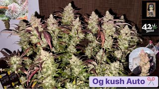 Ep11. ตัด Og Kush Auto จบ✂️✂️ Fast Buds #อุปกรณ์ปลูกธรรมดาบ้านๆ