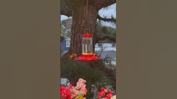 Unveiling Hummingbirds