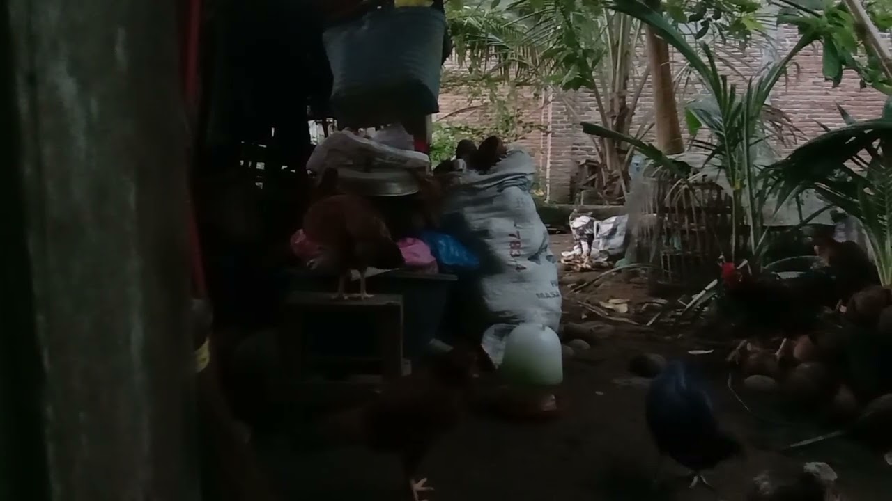 Merekam menggunakan hp Vivo y12