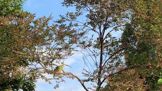 Green Pigeons At Bedok, Singapore