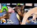 Police dog turns into giant mush around his baby sister  the dodo