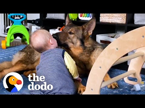 Police Dog Turns Into Giant Mush Around His Baby Sister | The Dodo