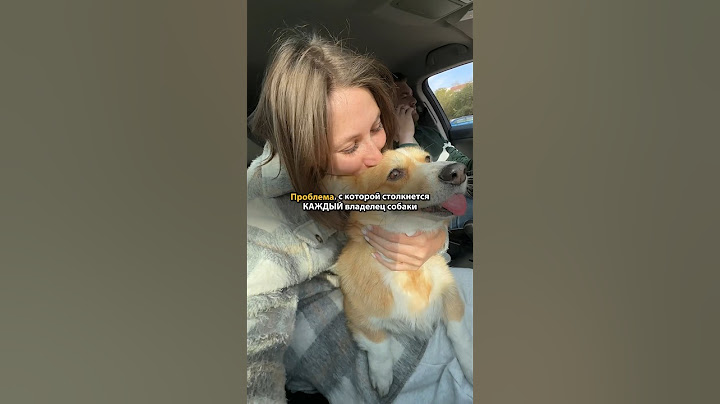 В чем я не права? #shortsvideo #shortvideo #corgi #funny #puppy #корги