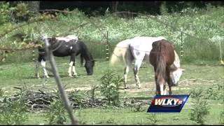 Animals seized from farm in southern Indiana