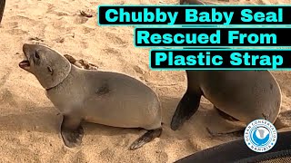 Chubby Baby Seal Rescued From Plastic Strap