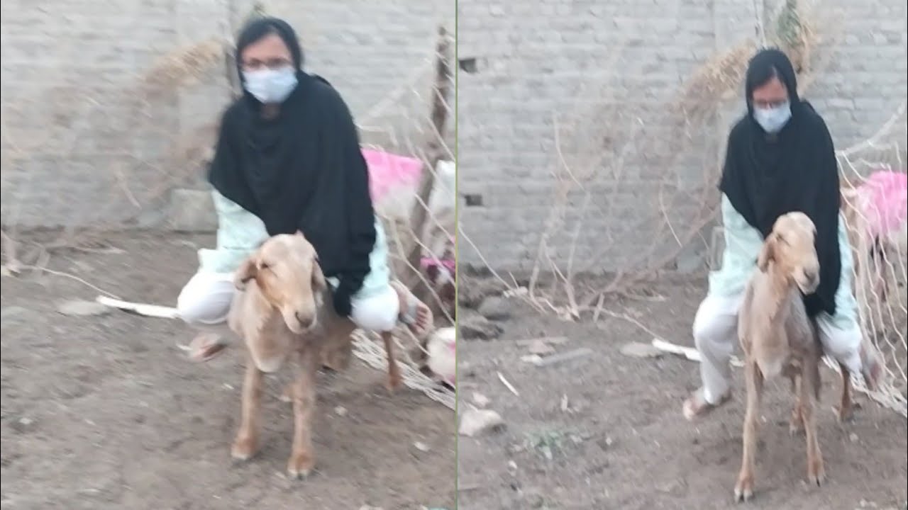 Funny Sheep Riding ll Sheep نے مجھے گرا ڈالا || aliza sehar vlog - YouTube