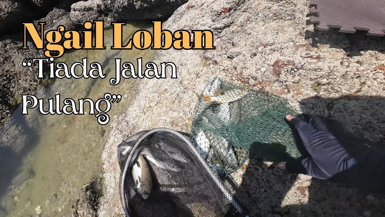 Syoknya mengail Loban #Ep152