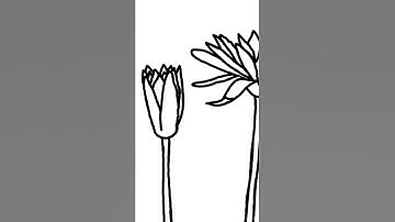 How To Create Animation Of Blooming Flowers On Procreate