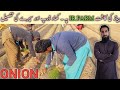 Onion farming part 2 onion cultivation pyaz ki kasht growing onions tips hindiurdu ir farm