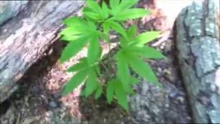 Marijuana Plants 7 Weeks Old