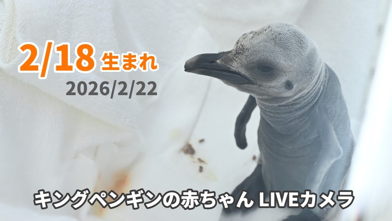 アーカイブ】キングペンギンの赤ちゃんライブカメラ（2026/2/22