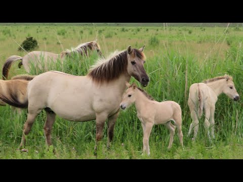 Video: Konik Paardenras Hypoallergeen, Gezondheid En Levensduur