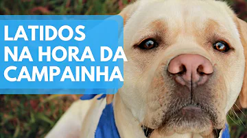 Como fazer cachorro parar de latir interfone?