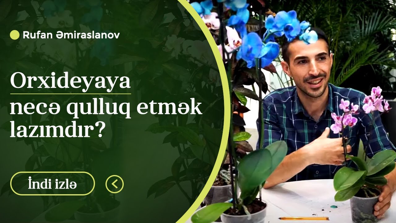 Orxideyaya necə qulluq edilməlidir? #orxideya