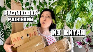 Заказала РАСТЕНИЯ из КИТАЯ! Что Я Увидела Открыв Коробки???