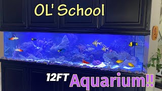 Giant old school Aquarium 🤩 by Aquarium Service Tech 2,738 views 3 weeks ago 10 minutes, 26 seconds