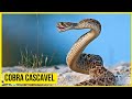 COBRA CASCAVEL - A MAIS TEMIDA do NORDESTE