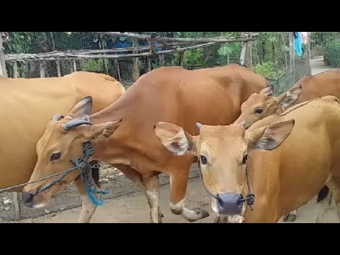 Menggembala Sapi Bali