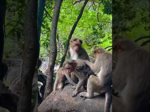 شوف القرد بيعمل ايه هههه