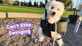 Puppy Discovers the Magic of Swings (First Ride & HOOKED)