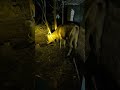 Night Cow is out side sleeping his place🥲#cow#cowshorts#cows#animallife#bafelo#bull