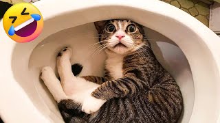 New Funny Animals Video 😂😺 Funniest Cats and Dogs Videos #9 by Funny Animals City  1,197 views 2 months ago 8 minutes, 20 seconds