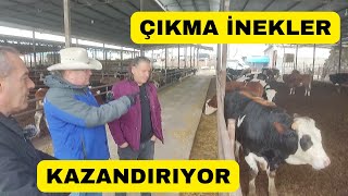 ÇIKMA İNEKLER NASIL KAZANDIRIR? (Toplu Doğurtup Besleme)