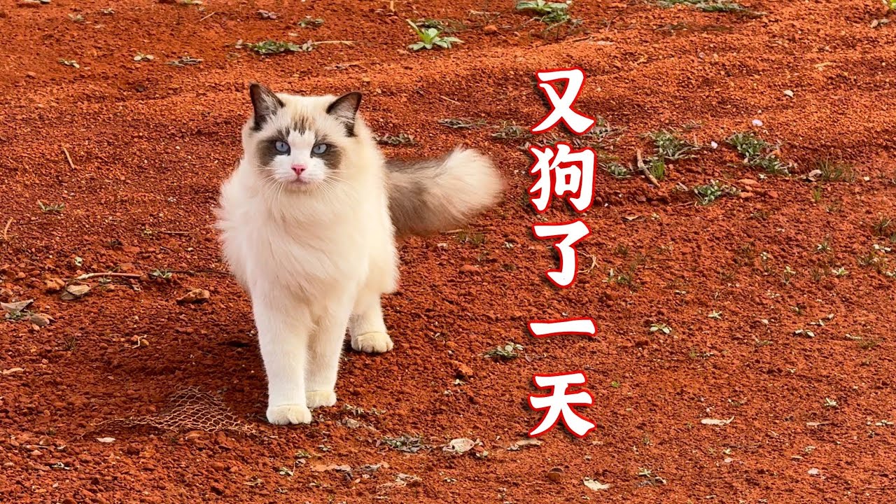 布偶猫沫沫，做狗的一天