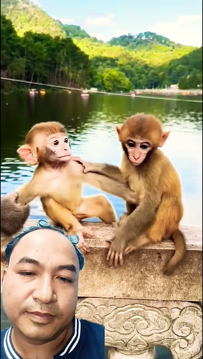 funny#baby#monkey 🐒playing#short #greenscreen#reaction #viralvideo