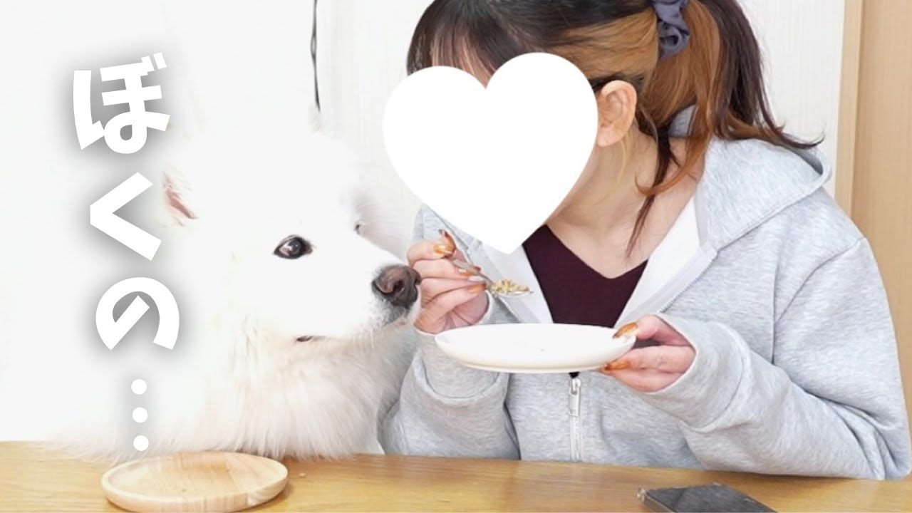 爆食するサモエドのごはんをママが食べちゃった日