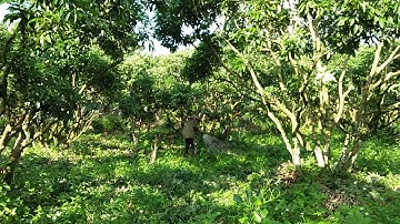 Kỹ thuật dùng HPC ức chế lộc, diệt lộc và ủ hoa