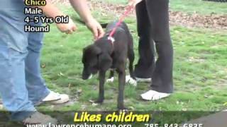 See Lovable Animals at Our Shelter: April 15
