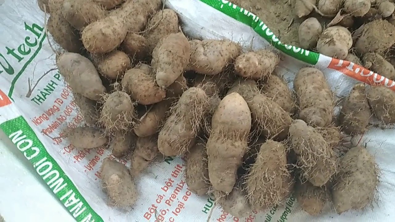 củ từ và cách bảo quản được lâu không bị hư