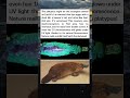 Why the Platypus Is the Weirdest Animal Alive