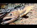 【40cm】特大ヤマトイワナが棲む大岩魚沢 『南アルプス』 源流釣り