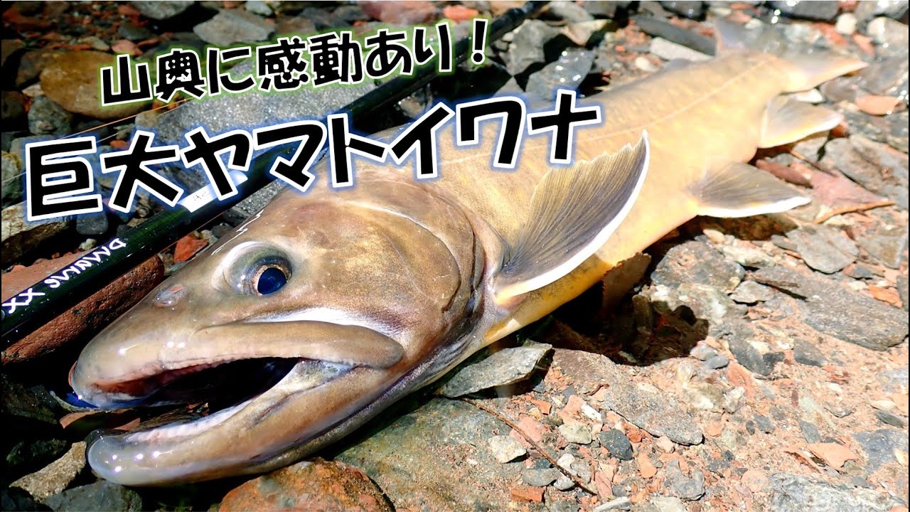 【40cm】特大ヤマトイワナが棲む大岩魚沢 『南アルプス』 源流釣り