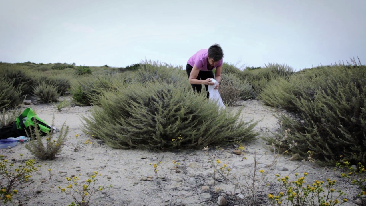 2.Collecting insects for DNA barcoding (Spanish)