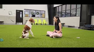 Min's (Brittany Spaniel) Trick Dog Novice / Masters (DMWYD)