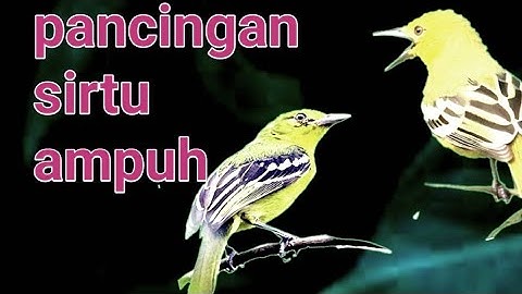Fakta‼️Pancingan Sirtu Ini Mampu Mengatasi Sirtu Macet Menjadi Gacor Dan Fighter