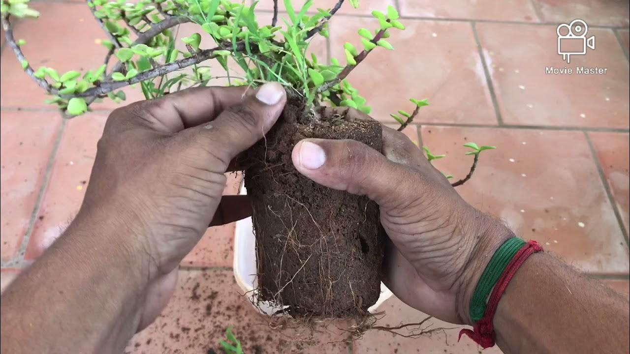 Potting jade plant YouTube